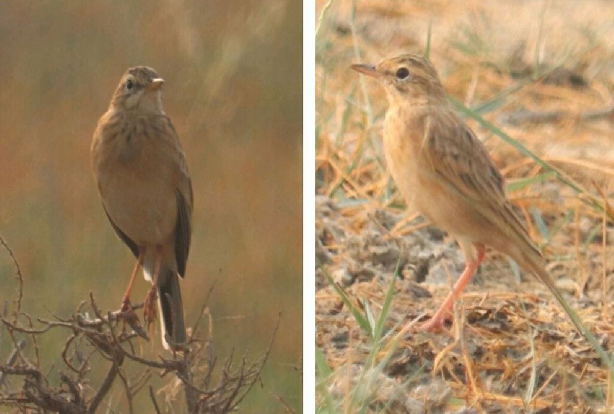 Siberian birds reached Jodhpur Jhal in mathura