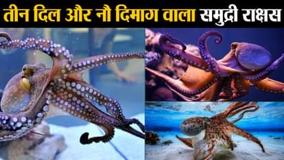 fun facts about octopus