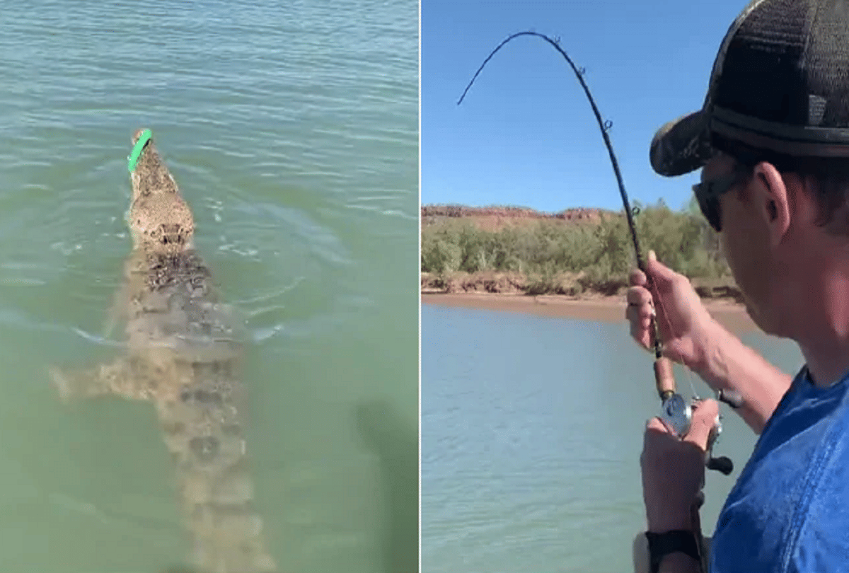 fisherman accidentally hooked a crocodile in australia video goes viral