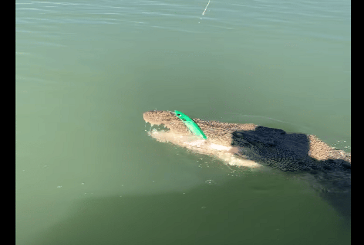 fisherman accidentally hooked a crocodile in australia video goes viral