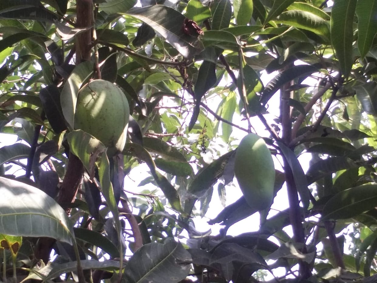 Mango fruit hanging on the tree in this season