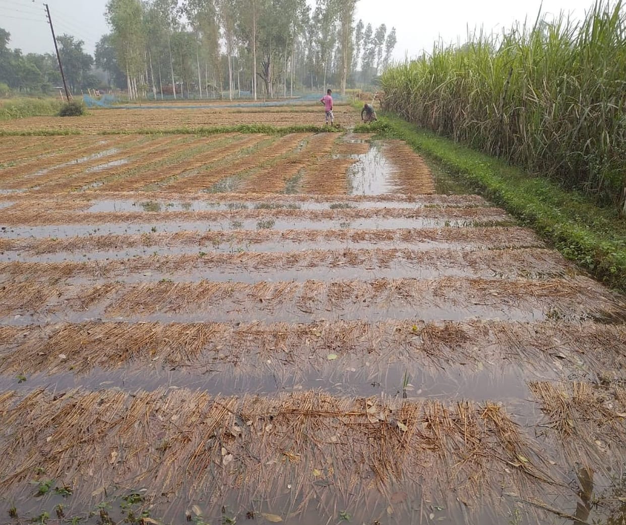 rain