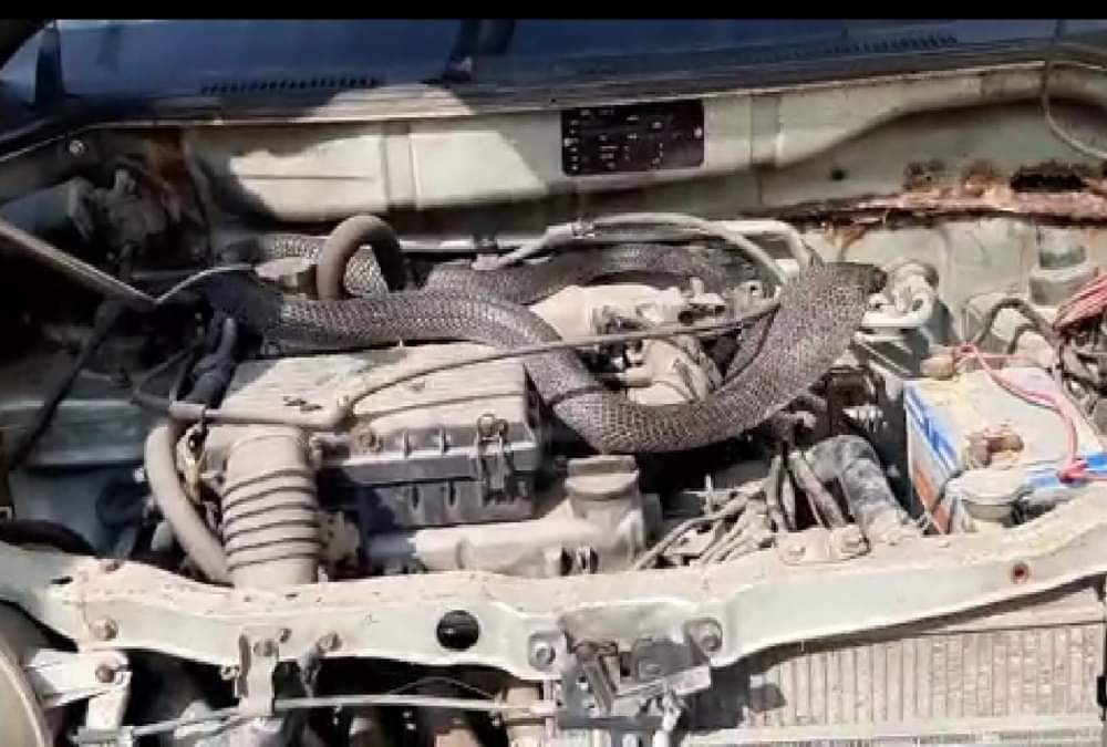 Cobra Enter in Car Bonnet After Weasel Attack on Him in dehradun, See Rescue Photos