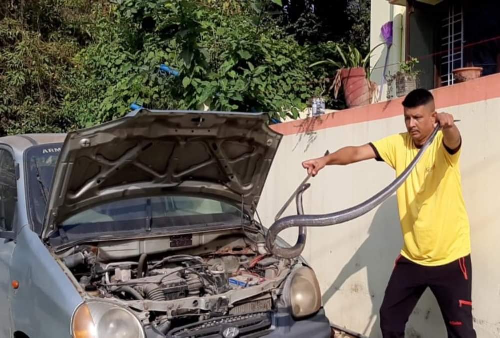 Cobra Enter in Car Bonnet After Weasel Attack on Him in dehradun, See Rescue Photos