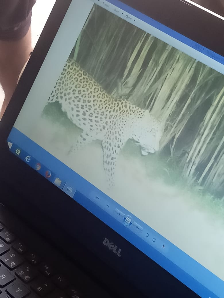 Wild Animals