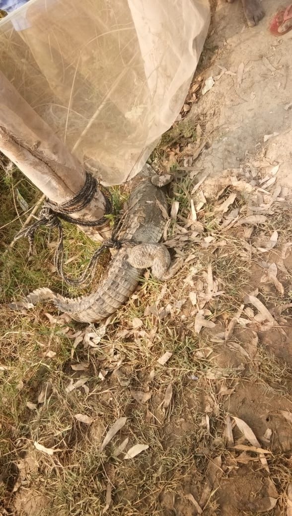 The crocodile entered in pond and ate fish of 1.25 lakh rupees