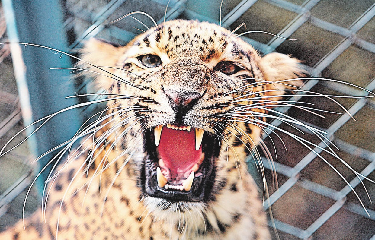 Woman dies in leopard attack in Bajwal village