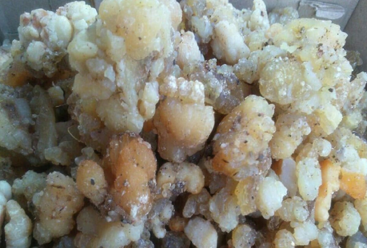 Health benefits of asafoetida known as hing Cultivation in India