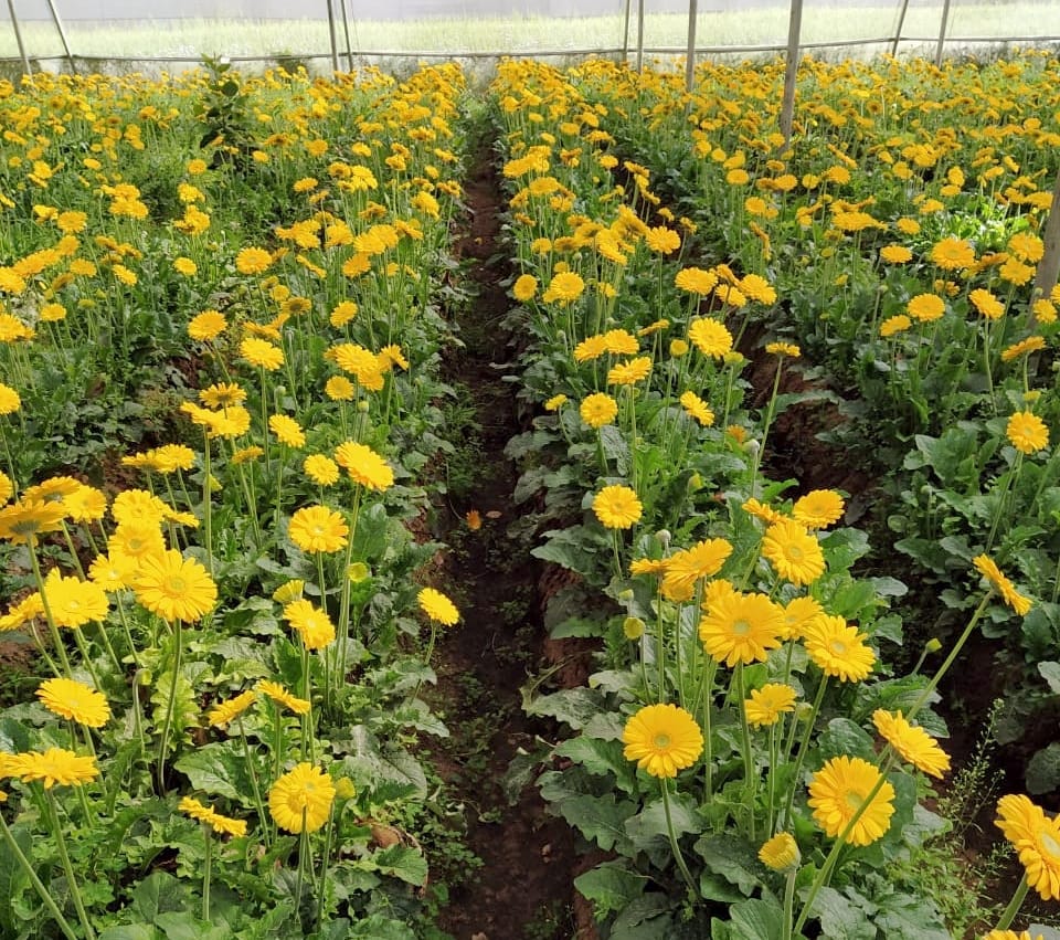 Sahalag is expected to bring fragrance to flower cultivation again