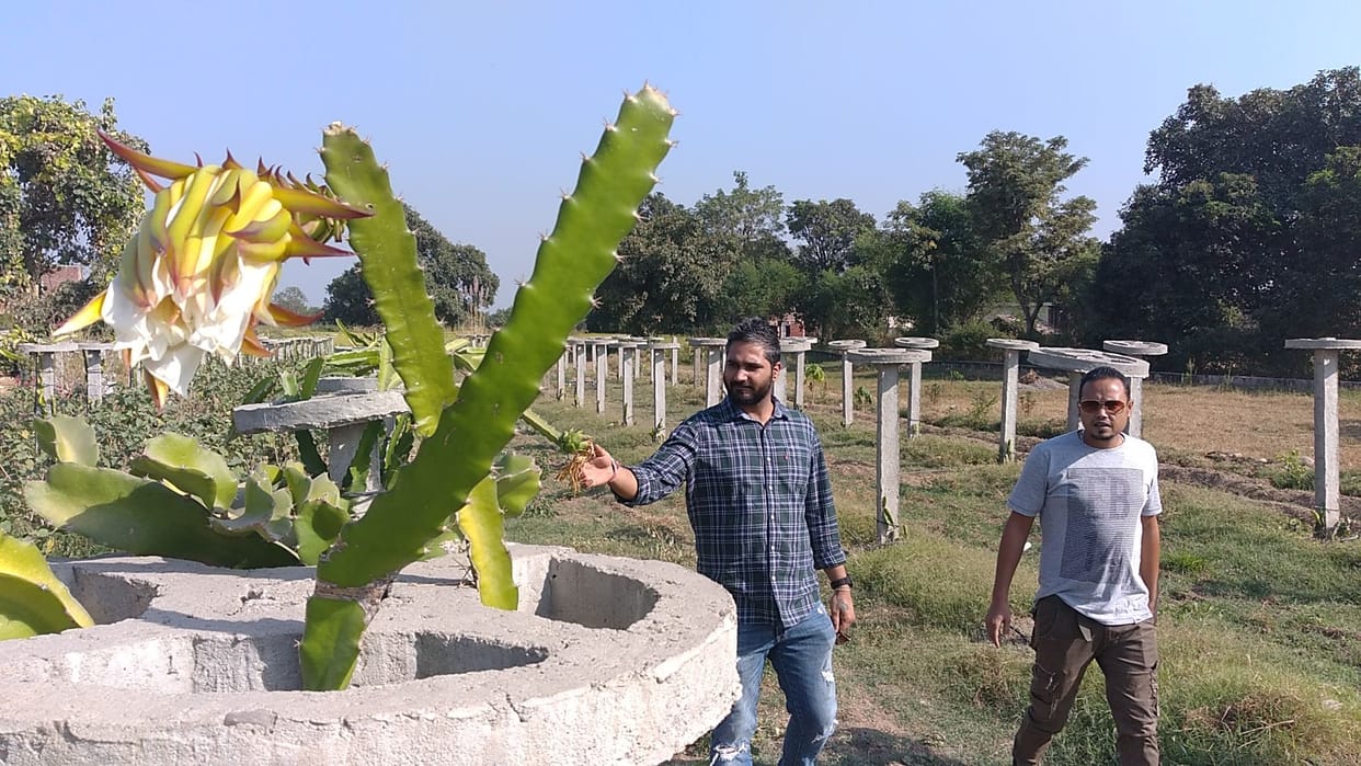 kathua farmer cultivate dragon fruits through organic farming