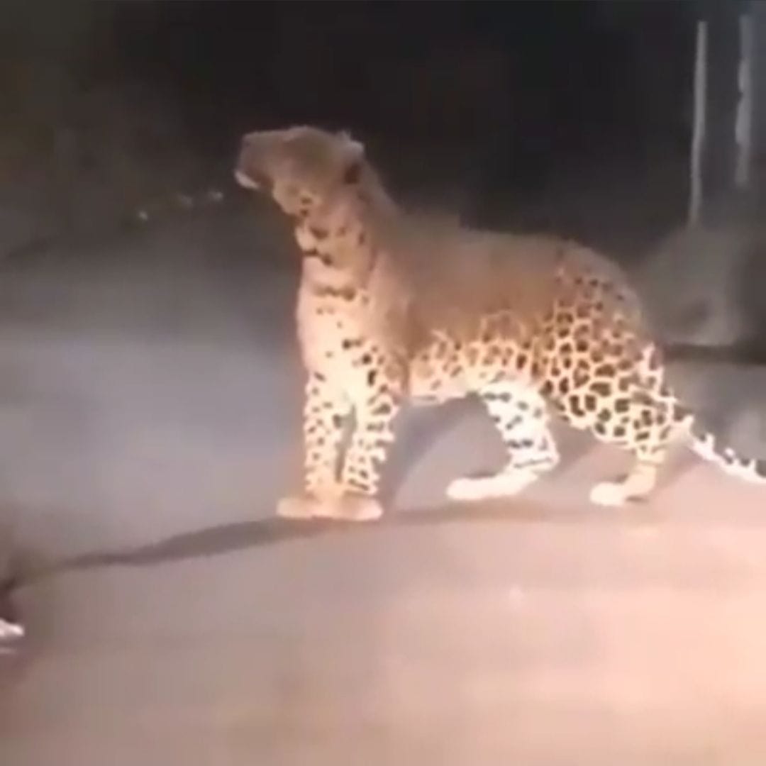 Terror Leopard seen on NTPC's Ash Mount last 3 days