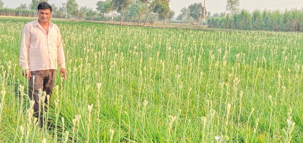 Flowers will get life from the echo of shehnai