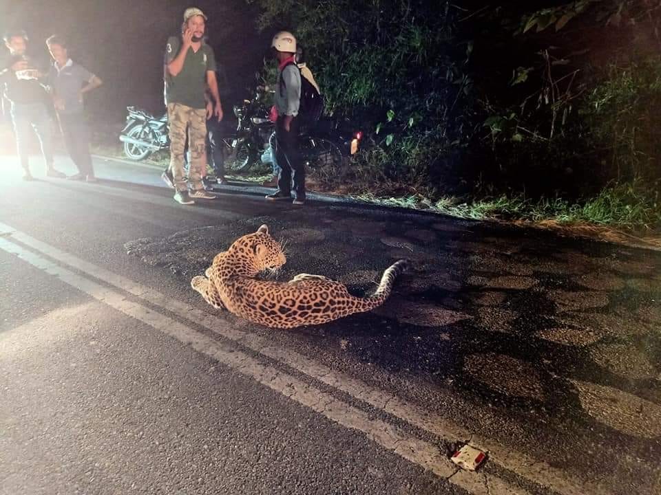 Leopard injured due to vehicle collision, sitting on highway for half an hour