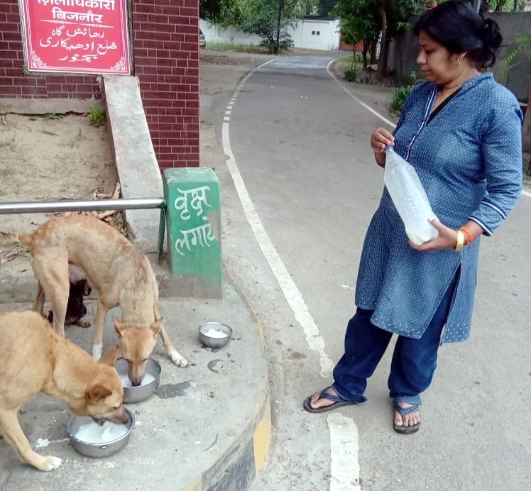 Meenu Gupta became the support of destitute cows and dogs