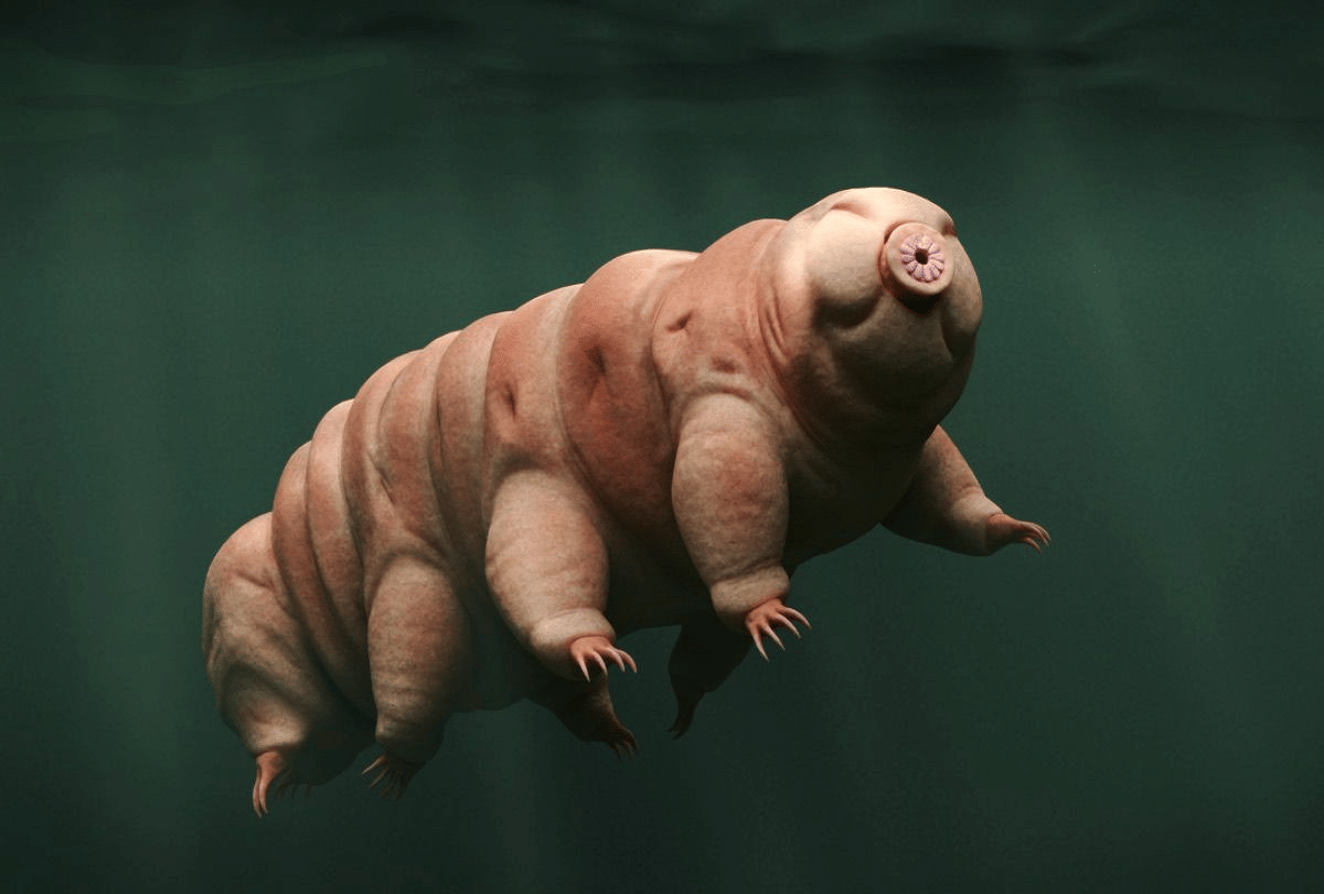 most toughest creature on earth tardigrades survive in dangerous uv radiation due to fluorescent shield
