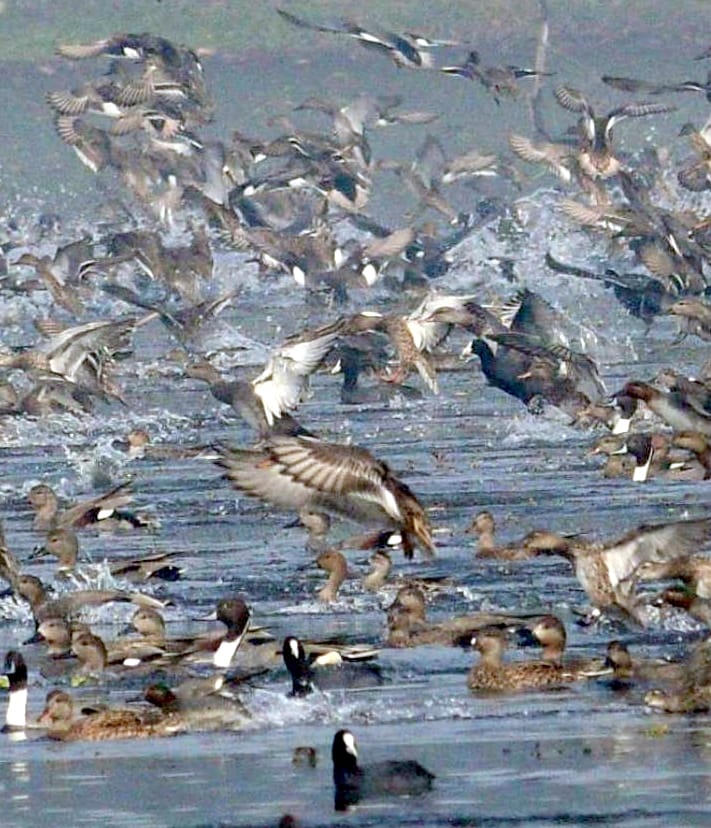 Migratory birds camped in Hyderpur Wetland