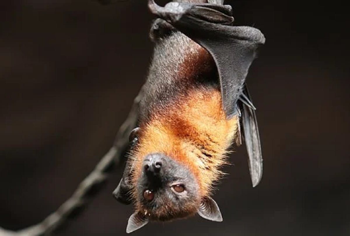 coron virus: 24 new variant of corona virus now found in Chinese bats