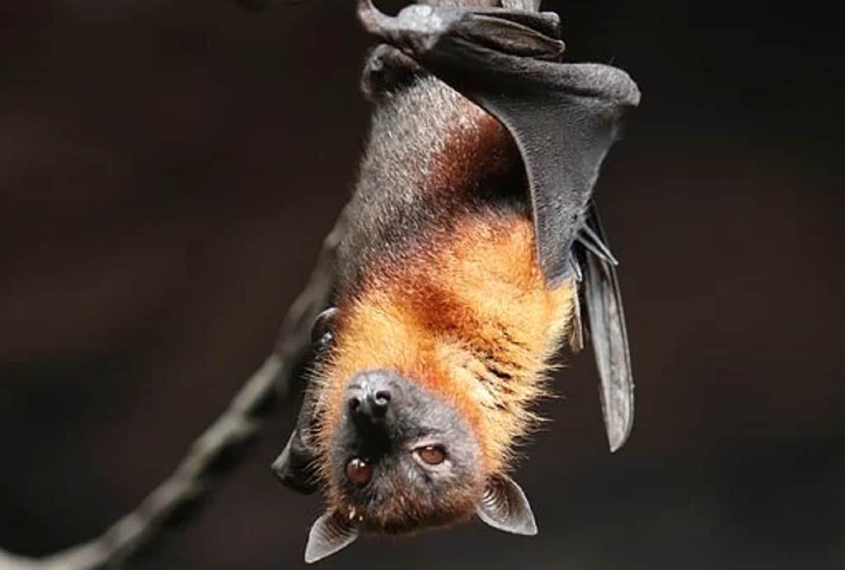 COVID-like another virus Khosta 2 found in Russian bats, know how dangerous it is for human