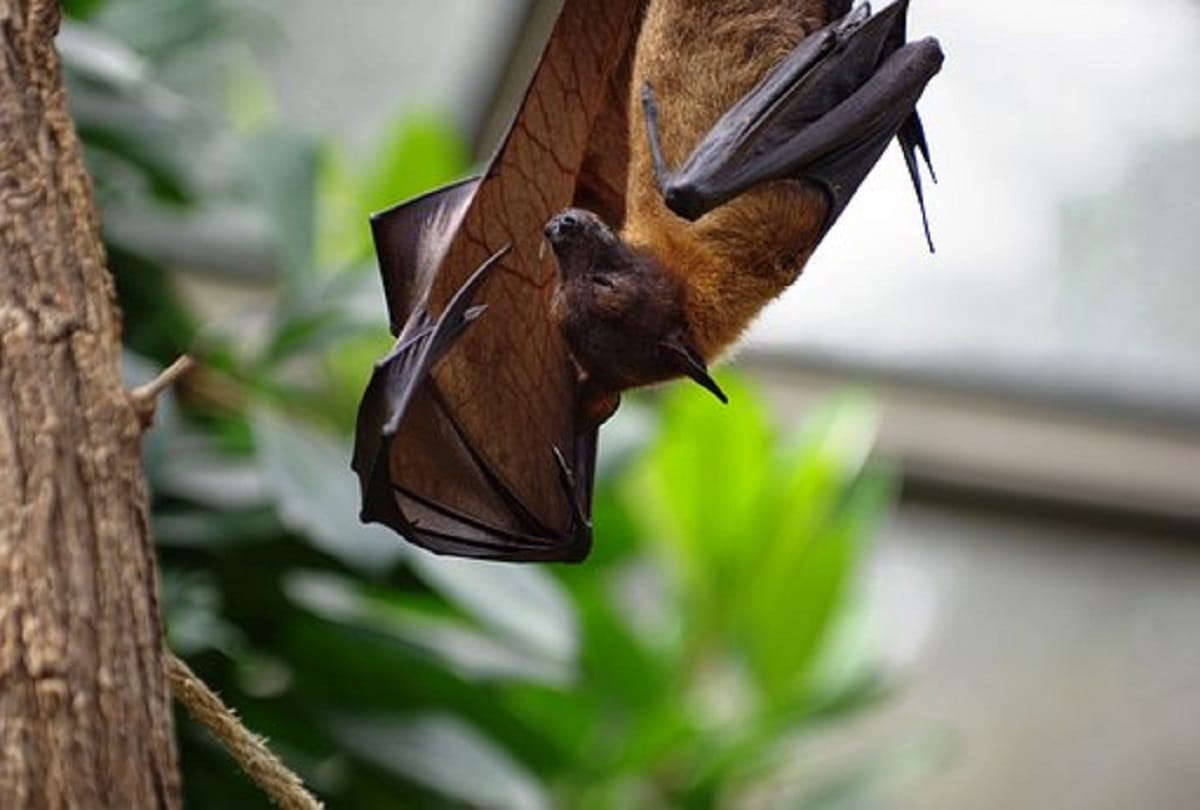 30 bats found dead in Sitapur.