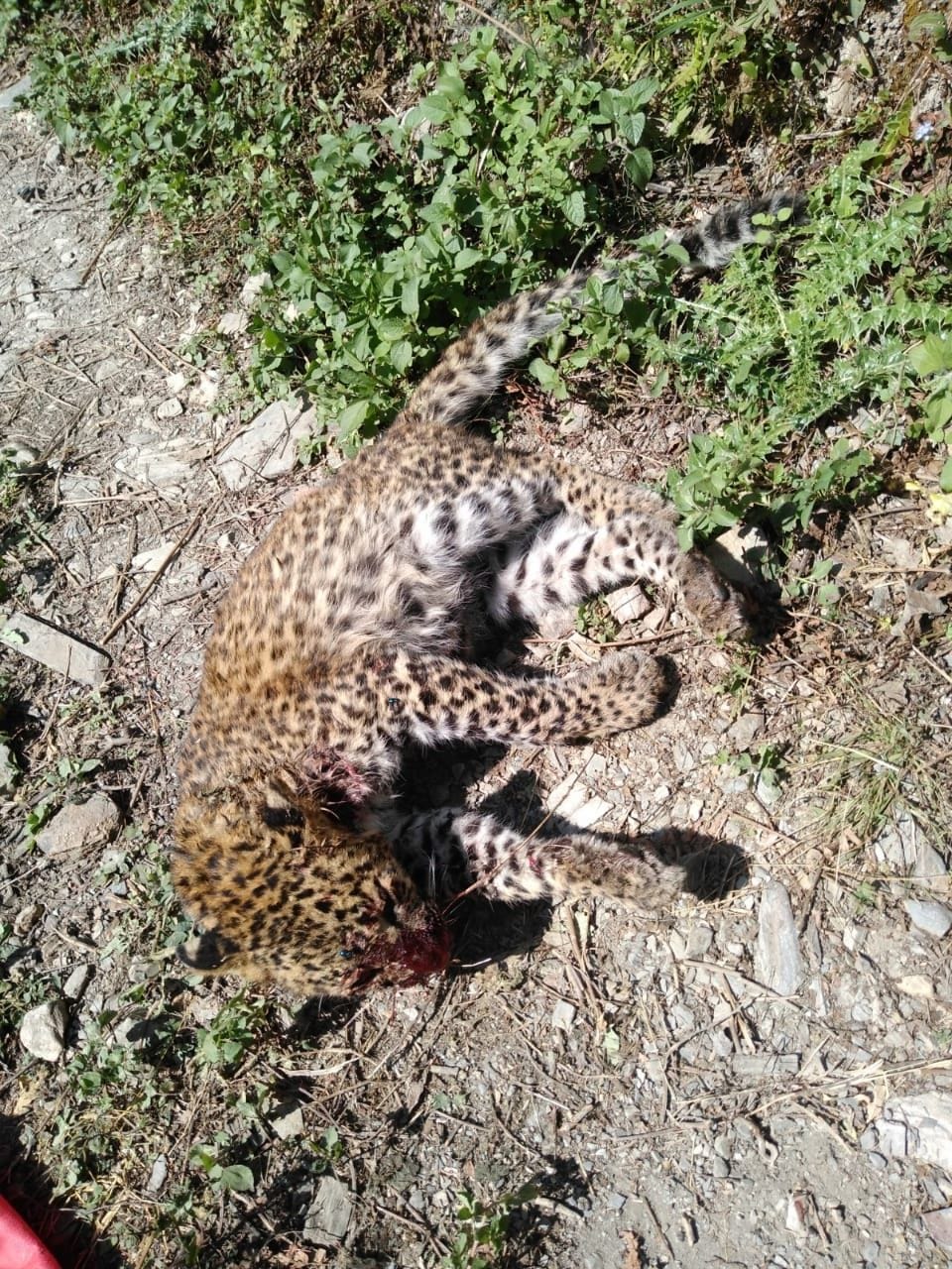 Leopard's dead body found in Manora
