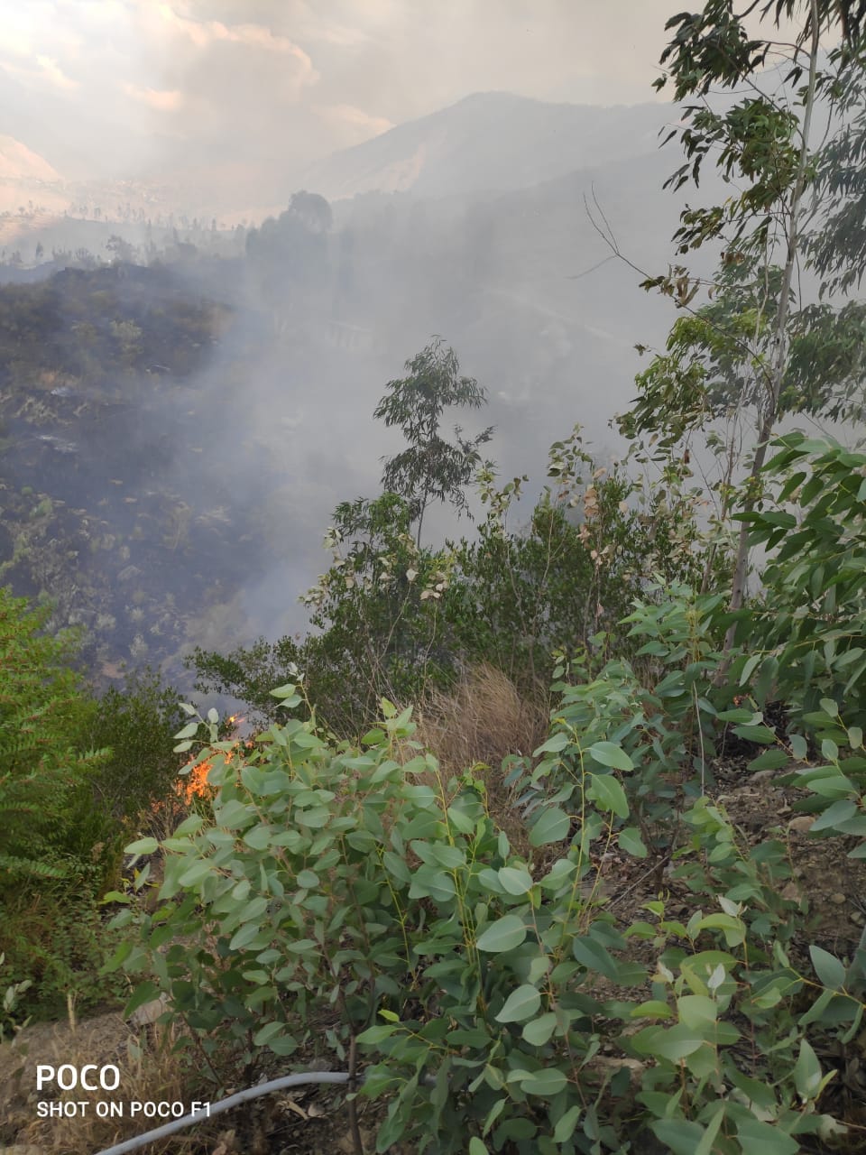 Fire in Nirsu forest of Rampur