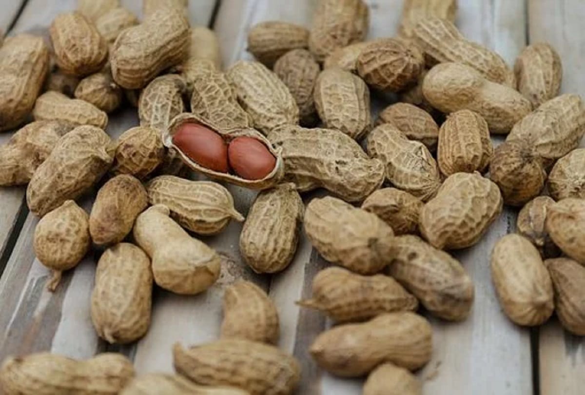 Eating peanuts in winter has many benefits