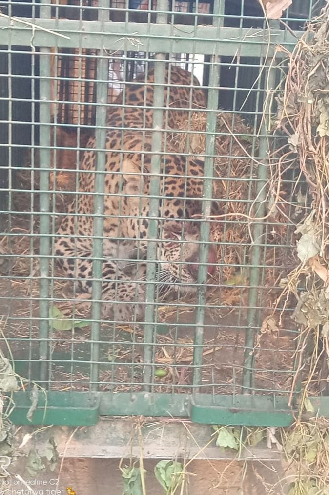 Wild Animals