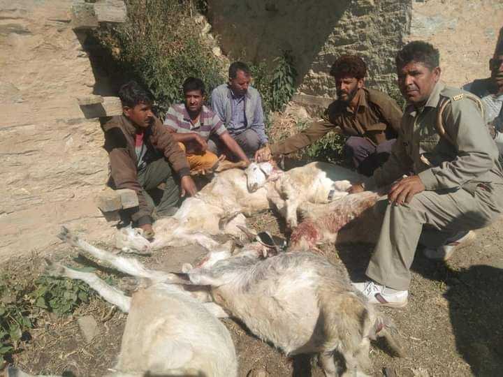 Guldar made 16 goats for morsel in Penuva