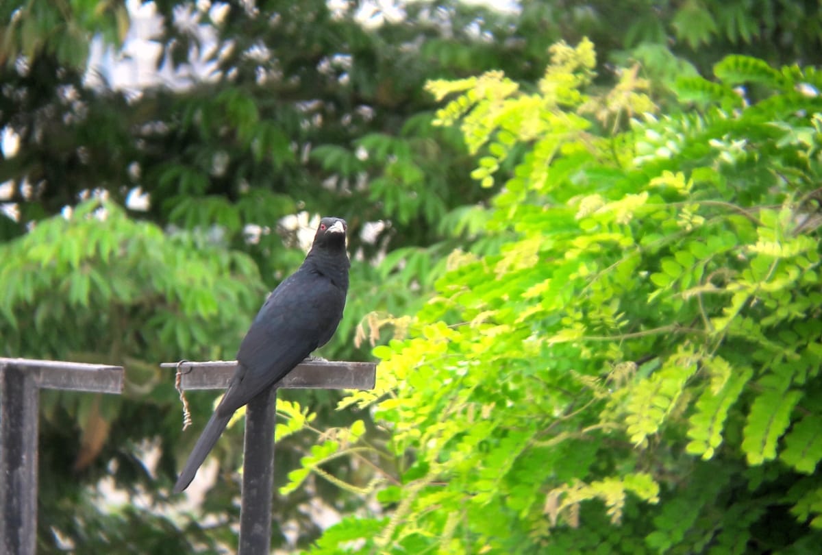 bird watching in india bird watching binoculars india bird watcher kise kahate hain