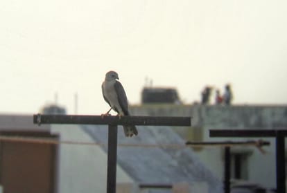 bird watching in india bird watching binoculars india bird watcher kise kahate hain