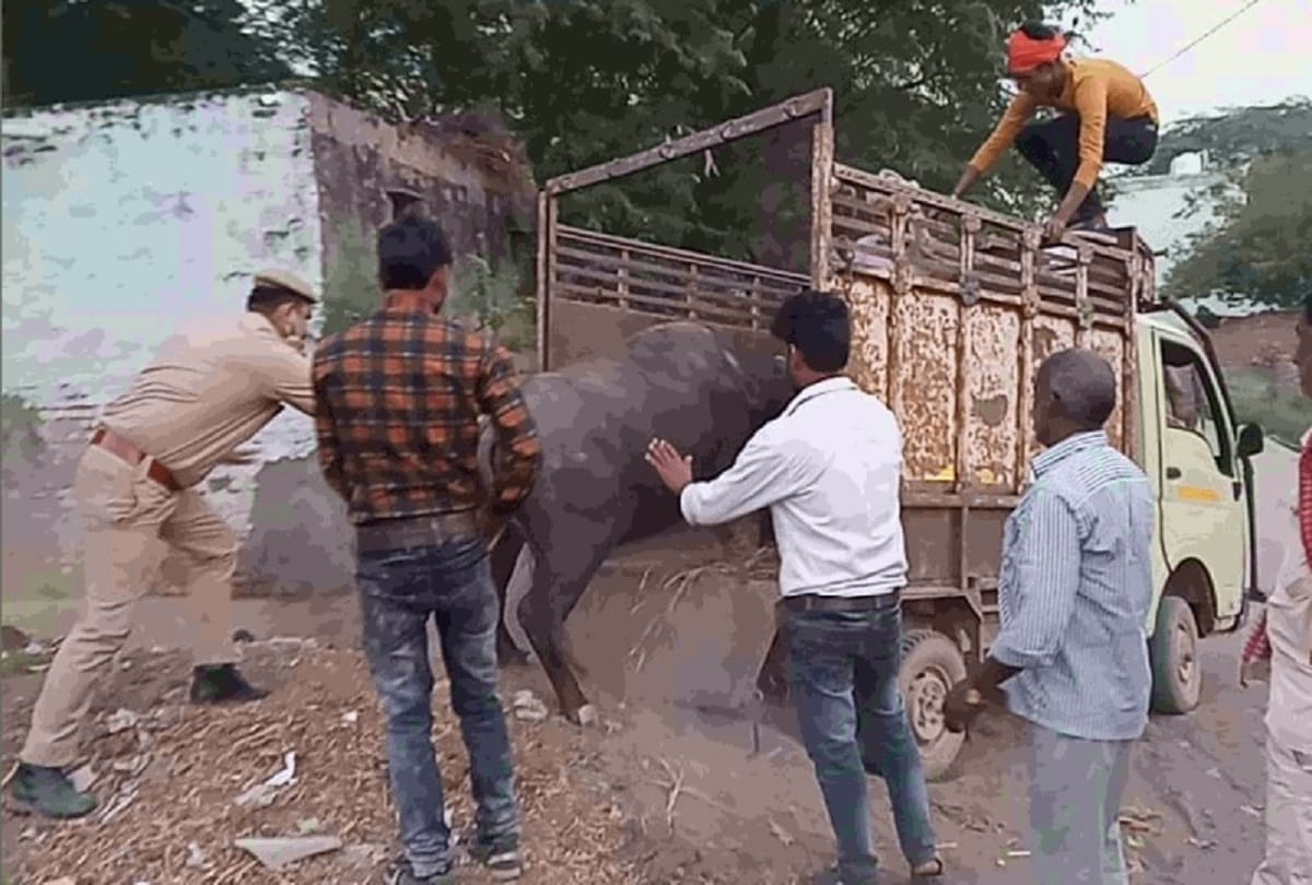 Hathras Case latest update relatives given the responsibility of pet animals 
