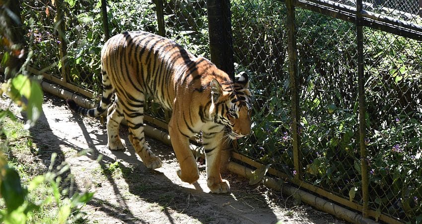 On the first day, the tourists filled the shikha of the shikha, nearly two years old tigress Shikha was kept in the Nainital Zoo for public viewing.