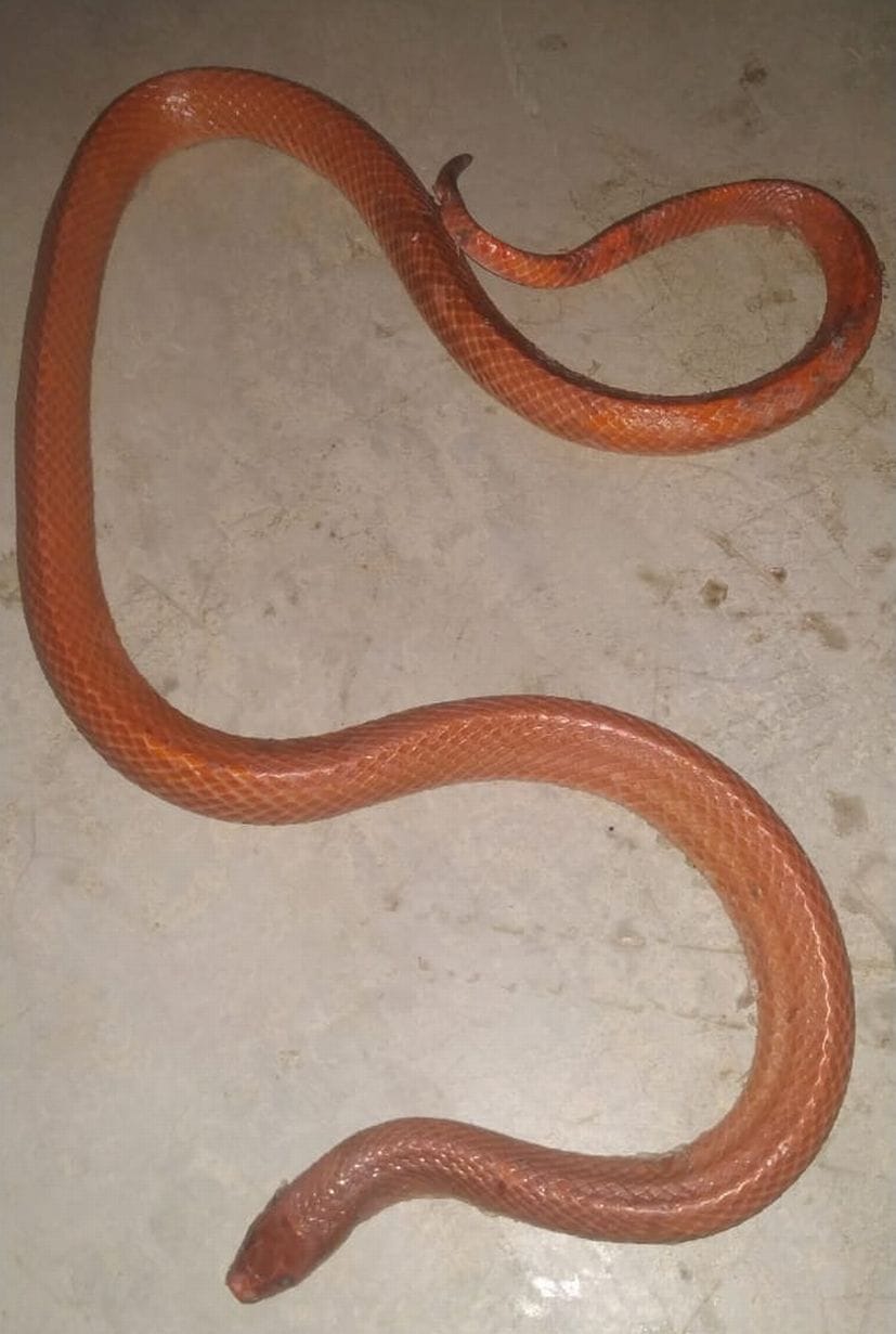 Red coral cookery snake found in Terai Central Forest Division