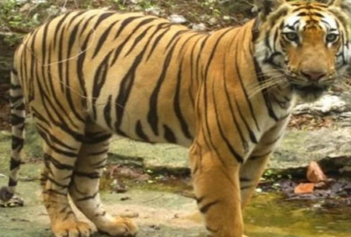 dudhwa tiger reserve will open for tourists from 1st november
