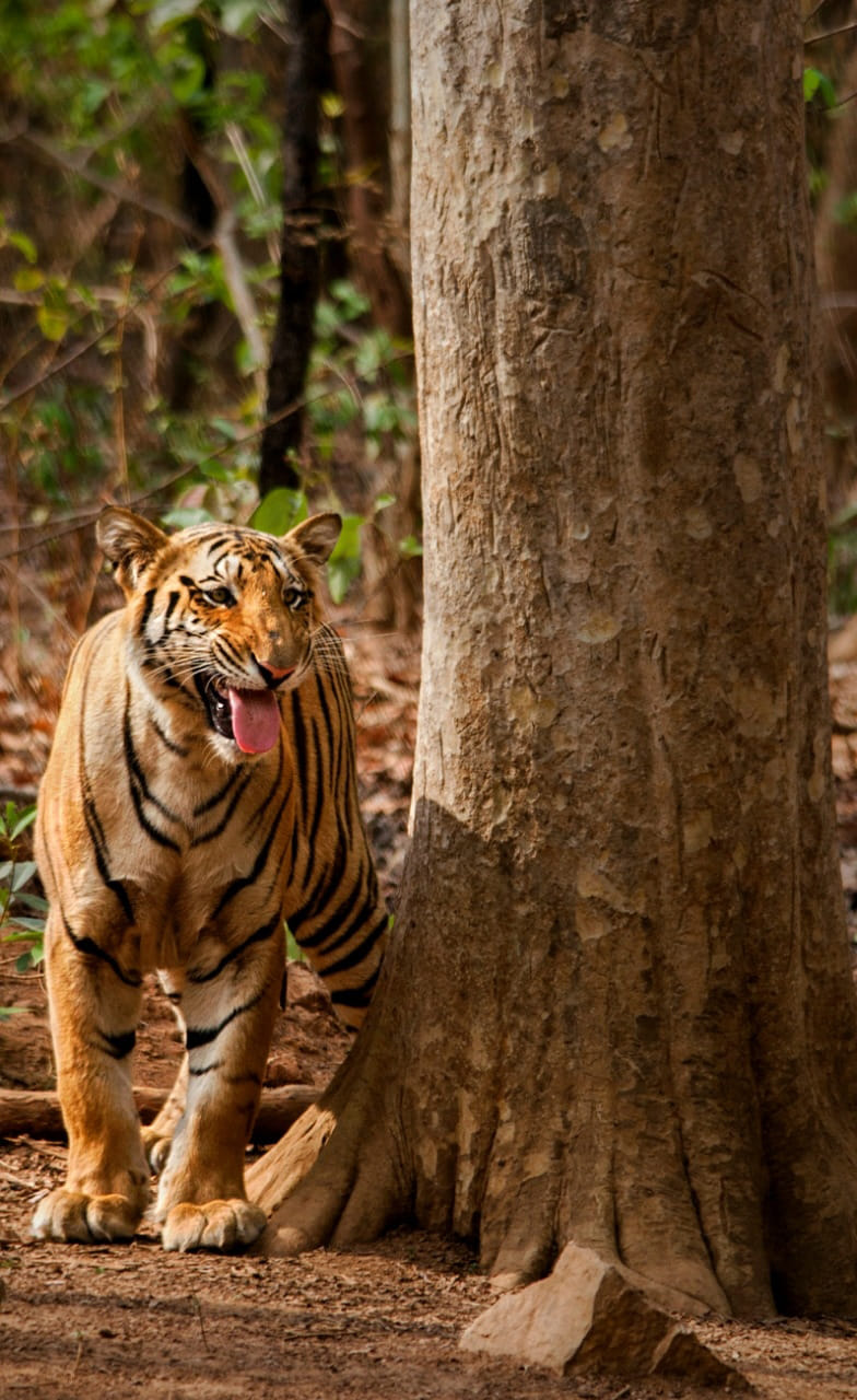 Wild Animals