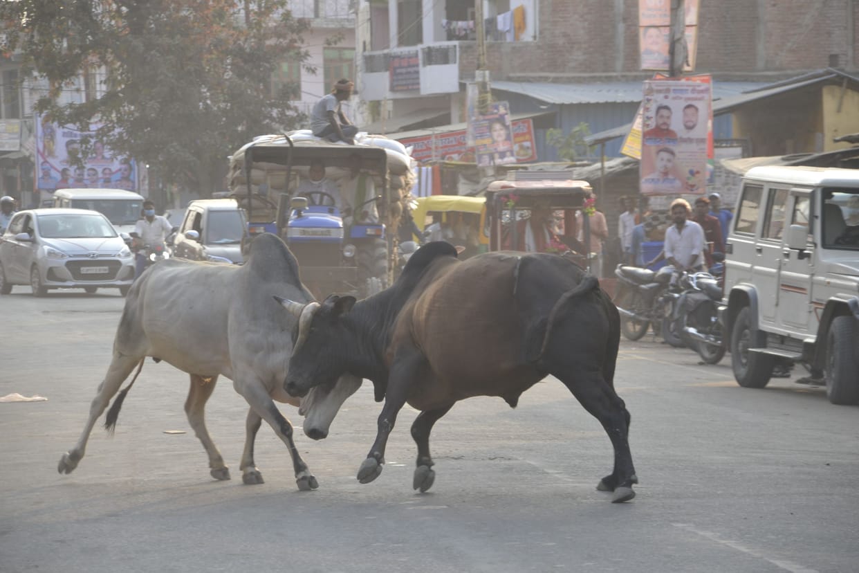 Wood contractor dies in bull attack