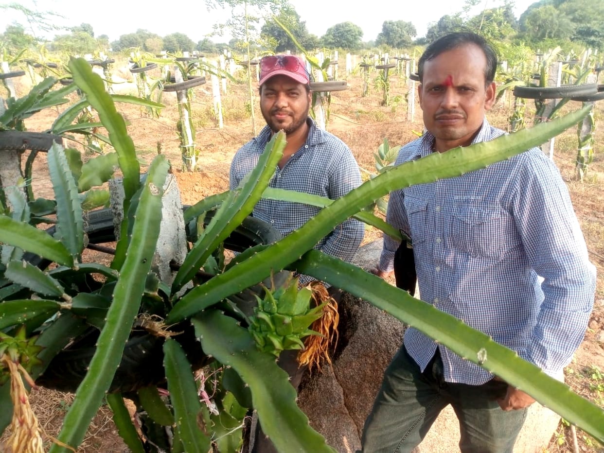 Dragun Fruit agriculture start engineer