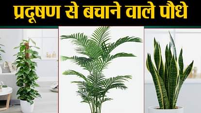 plants to save from pollution
