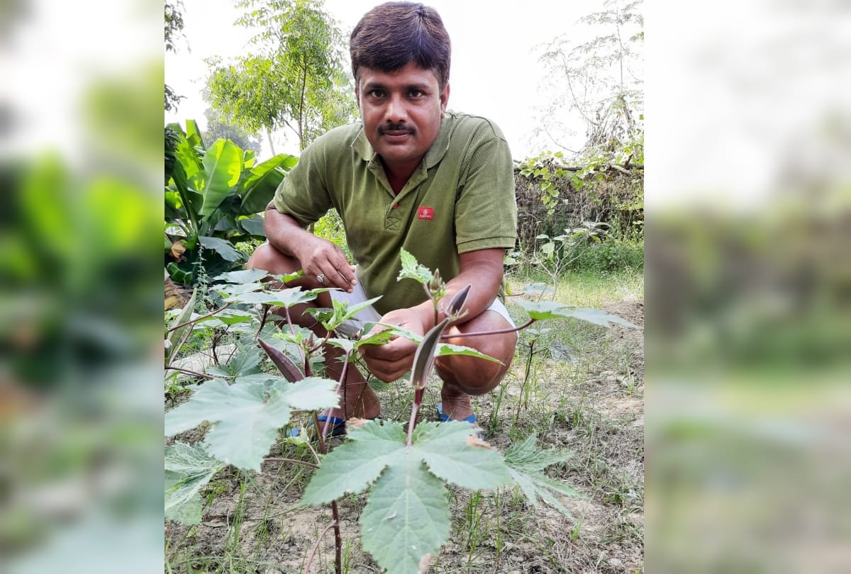 Now eat red ladyfinger full of nutrients in Gorakhpur