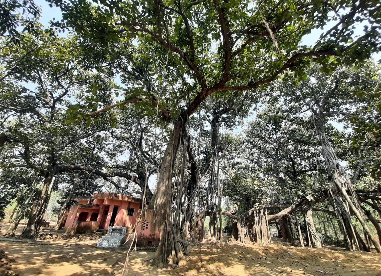 rampur,s heritage tree