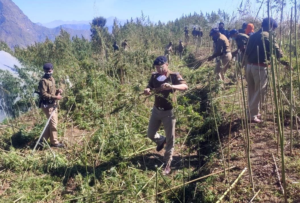 SP Mishra, along with the team, destroyed the cultivation of hemp in 50 sewers