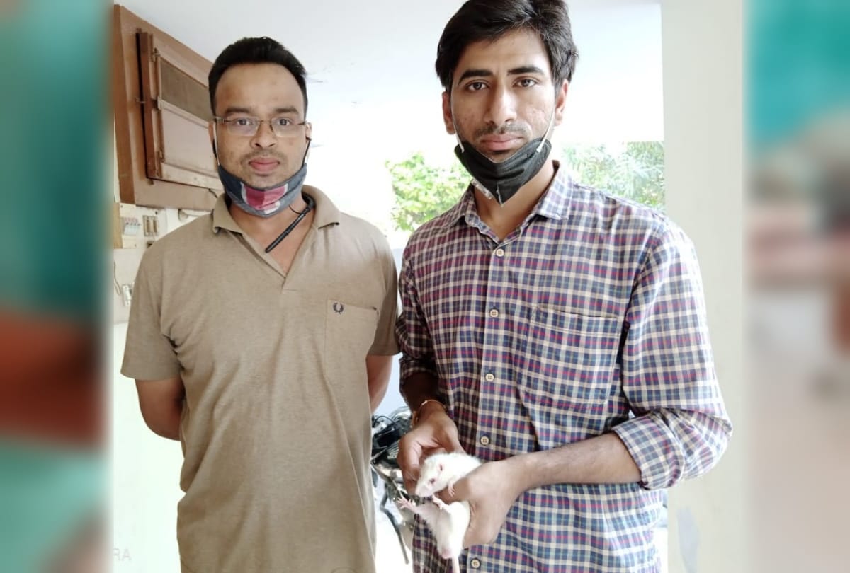aligarh doctors give new life to rat done surgery took out 25 gram tumour from eyes see photos