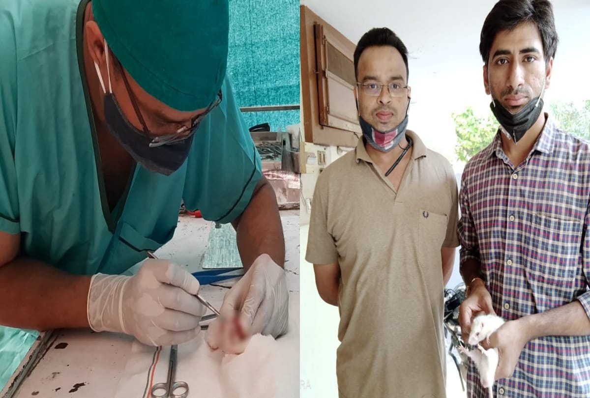 aligarh doctors give new life to rat done surgery took out 25 gram tumour from eyes see photos