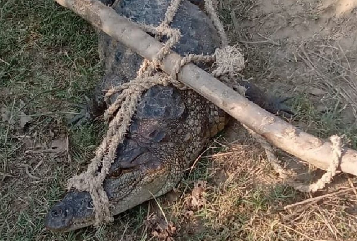 pilibhit-Crocodile reached in sugarcane field