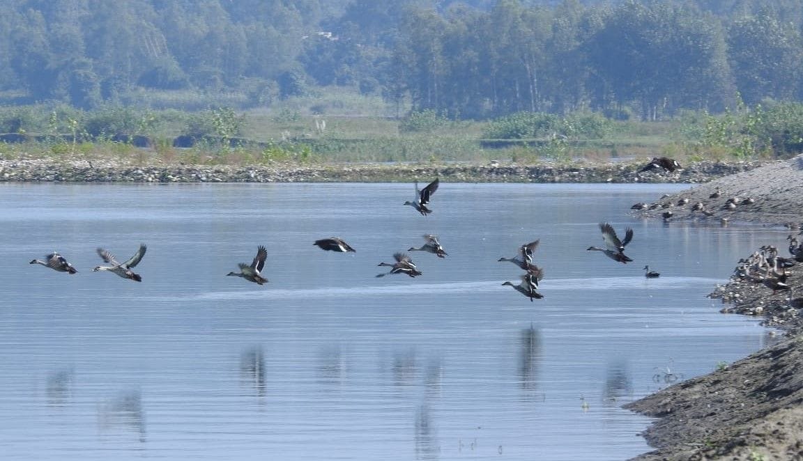 Foreign birds returned from Asan Lake, 5247 migratory birds arrived this year