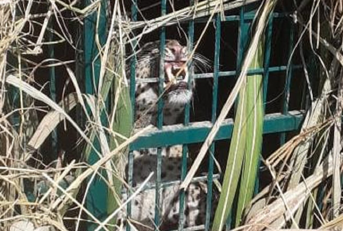 violent leopard in Lakhimpur Kheri catched by forest dept officials