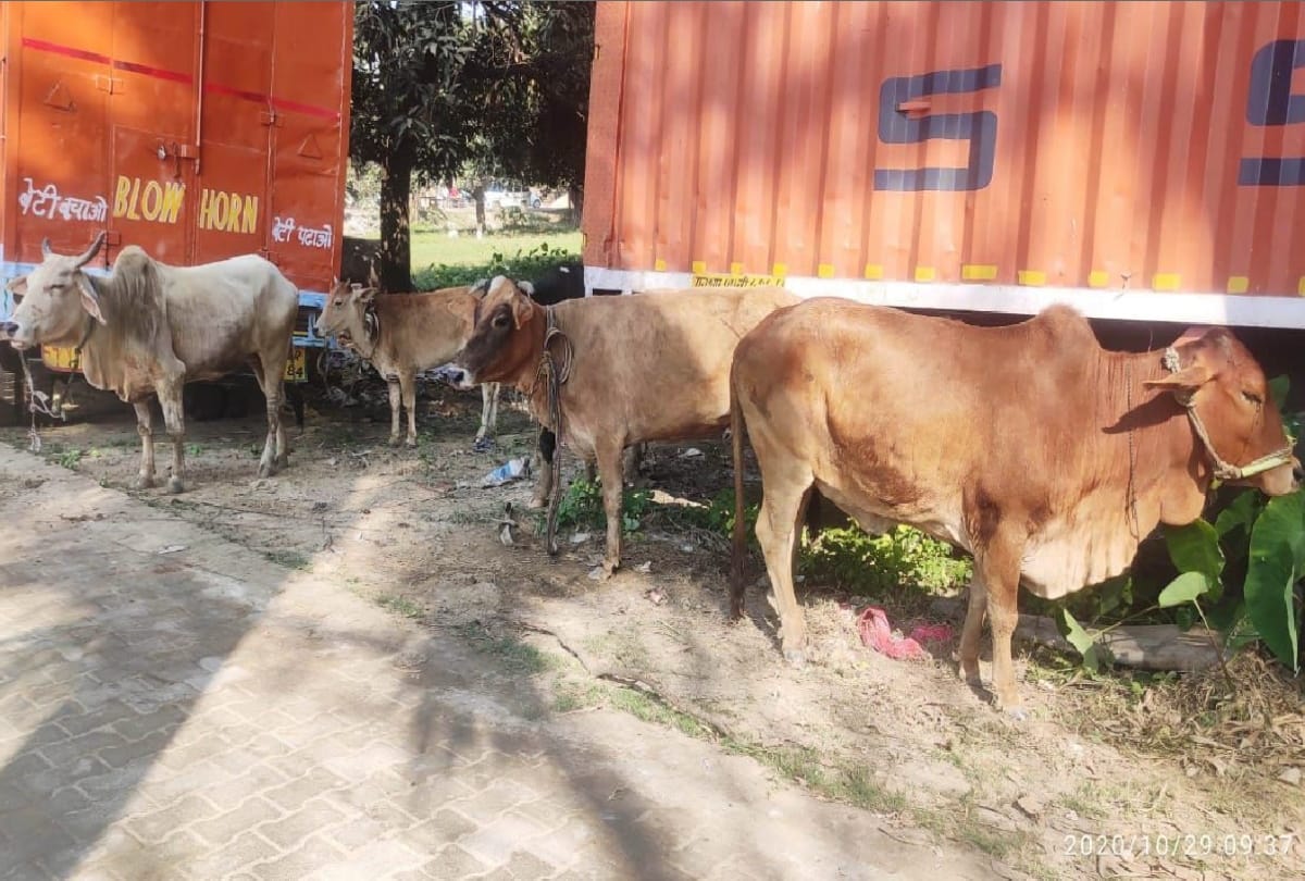 Police caught two trucks carrying cattle in gorakhpur