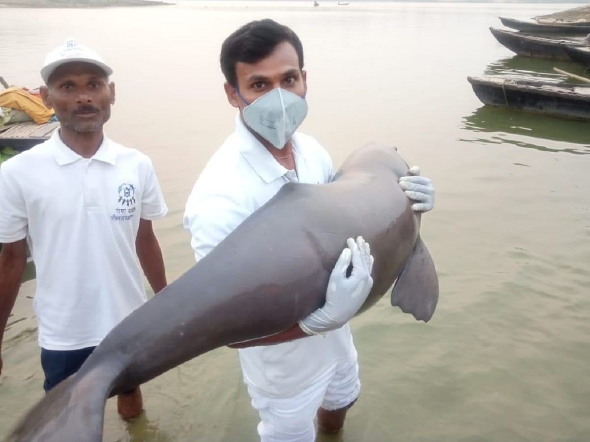 Dolphins caught in fishermen net in ganga varanasi