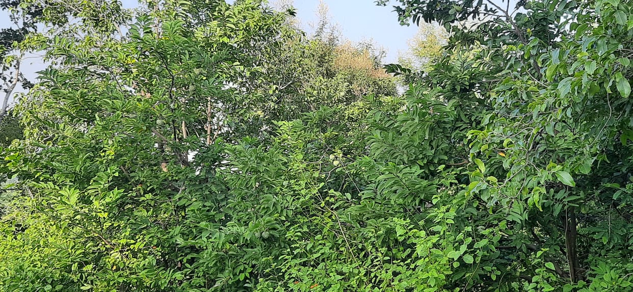 vindyanchal custard apple