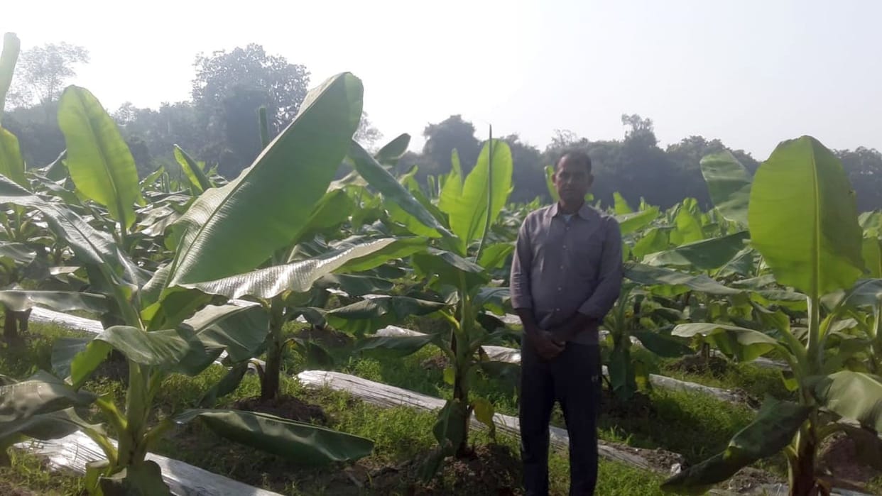 Ambedkarnagar devnarayan Munsif magistrate's preparations missed earned millions by banana cultivation won 5 big awards